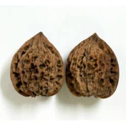 wenwan guanmao walnut